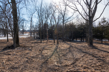 Mulched Red Cedar Stand