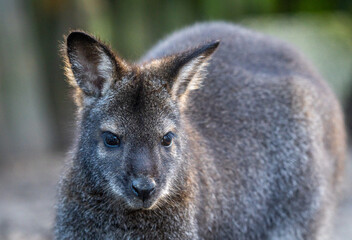 Fototapeta premium A small kangaroo with a black face and brown fur