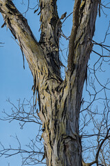 shagbark hickory tree