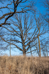Oak Tree Canopy in Winter