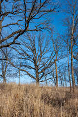 Oak Tree Canopy in Winter