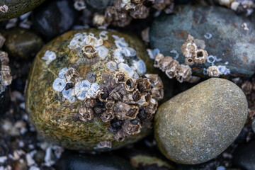 Barnacles in Pacific Northwest