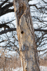 woodpecker hole in tree