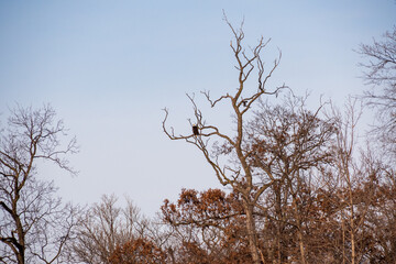 Bald Eagle perched in tree