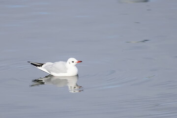 Möwe