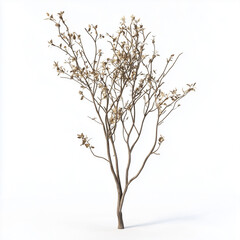 Obraz premium Dead Plant 3D Render Isolated on White Background