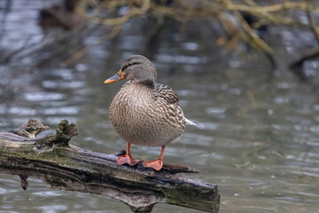 Stockente