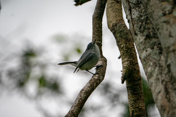 Blue-Gray Gnatcatcher perched on the branch of a tree.