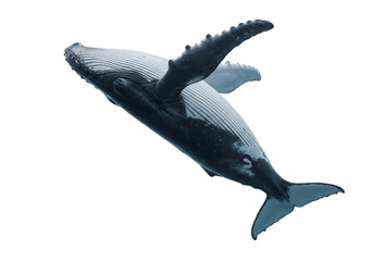 Whale or orca isolated on transparent png background