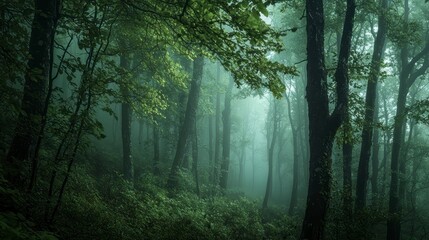 Obraz premium A misty forest landscape with trees and green leaves in the morning light