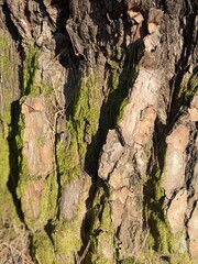 bark of a tree
