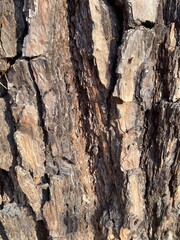 bark of a tree