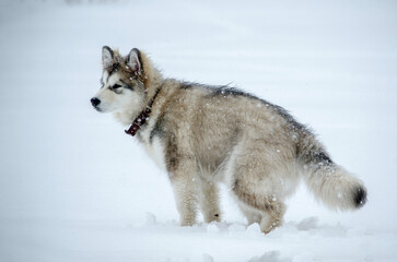 Fluffy alaskan malamute puppy on snowy terrain