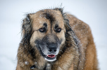 Fluffy dog in snowy weather