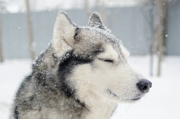 Serene husky in snowfall with closed eyes
