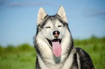 Siberian husky tongue out in bright daylight