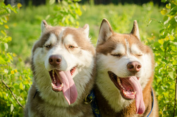 Two siberian huskies enjoying sunny day outdoors