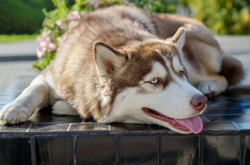 Resting husky soaking up sun on black tile surface