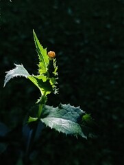 Sonchus asper, or prickly osot, is a resilient plant with spiky leaves and yellow flowers, thriving in various habitats worldwide.