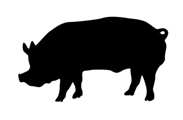 Farm pig silhouette
