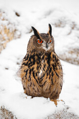 Fluffy owl in winter. Eurasian eagle owl, Bubo bubo, perched on snowy rock in snowfall. Beautiful large owl with orange eyes. Wildlife winter nature. Hunting bird in rocky area. Owl in natural habitat