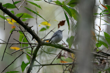 Blue-Gray Gnatcatcher perched on the branch of a tree.