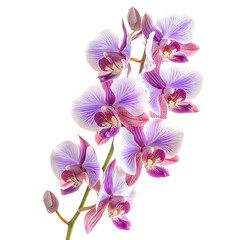 Vibrant Purple and White Orchid Isolated on Transparent Background