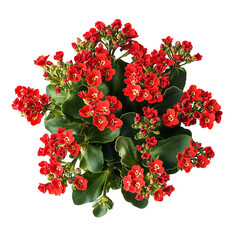 Vibrant Red Kalanchoe Plant with Clusters of Small Red Flowers Isolated on Transparent Background
