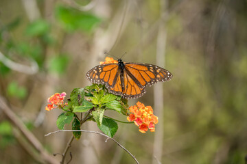Monarch Butterfly resting on a colorful flower.