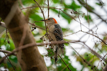 Red bellied woodpecker perched on the branch of a tree.