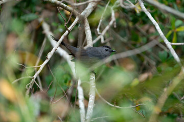 Gray catbird on the branch of a tree.