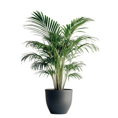 A Large Lush Potted Palm Tree with Long Fronds Isolated on Transparent Background