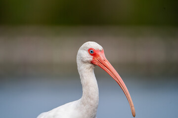 Close up of a White Ibis head.