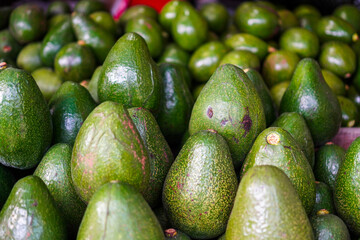 Close-up view of many vibrant green avocados, at a market. A Bountiful Harvest: Fresh Avocados at the Market. A Bountiful Harvest: Juicy Green Avocados Ready for Market