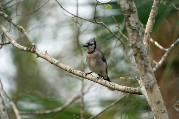 Blue Jay perched at the top of a tree.