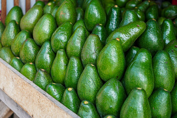 Close-up of a wooden crate overflowing with lush, green avocados. A vibrant display of fresh, ripe fruit ready for consumption. Abundant Harvest: A Crate Full of Ripe Avocados