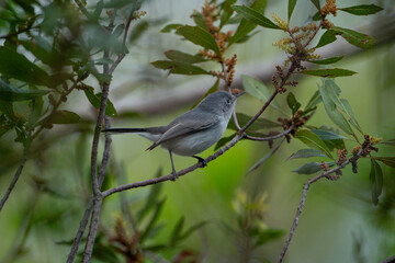 Blue-Gray Gnatcatcher perched on the branch of a tree.