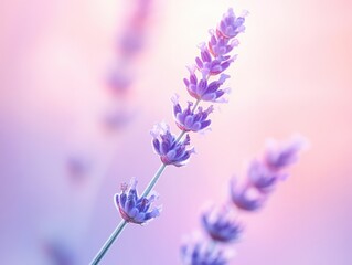 Naklejka premium Lavender flowers in soft focus