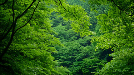 Lush Green Forest Canopy With Bright Sunlight