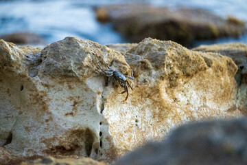 crab on rock