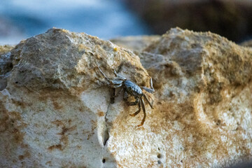 Crab on a rock in the ocean