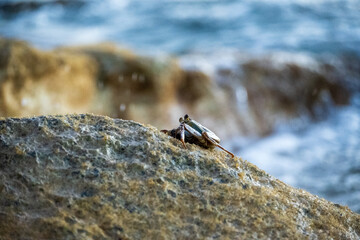 Crab on a rock in the ocean