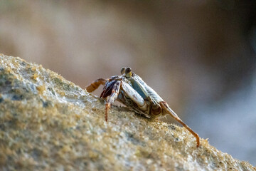 Crab on a rock in the ocean