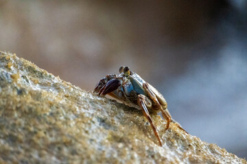 Crab on a rock in the ocean