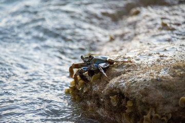 Crab on a rock in the ocean