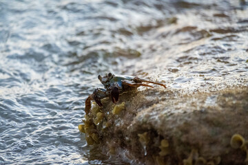 Crab on a rock in the ocean