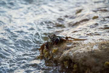 Crab on a rock in the ocean