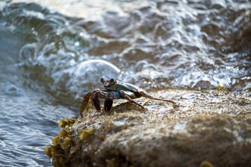 Crab on a rock in the ocean