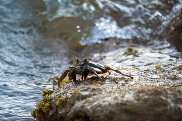 Crab on a rock in the ocean