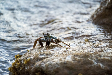 Crab on a rock in the ocean